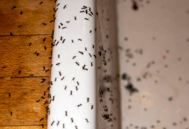 Best Pest Removal Services  in Pottsville, AR