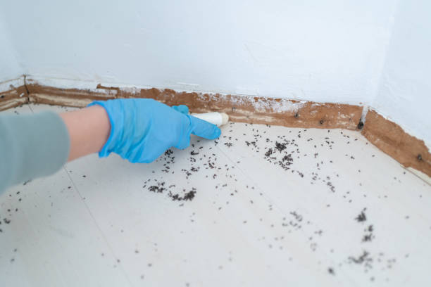 Wasp Removal Services in Pottsville, AR